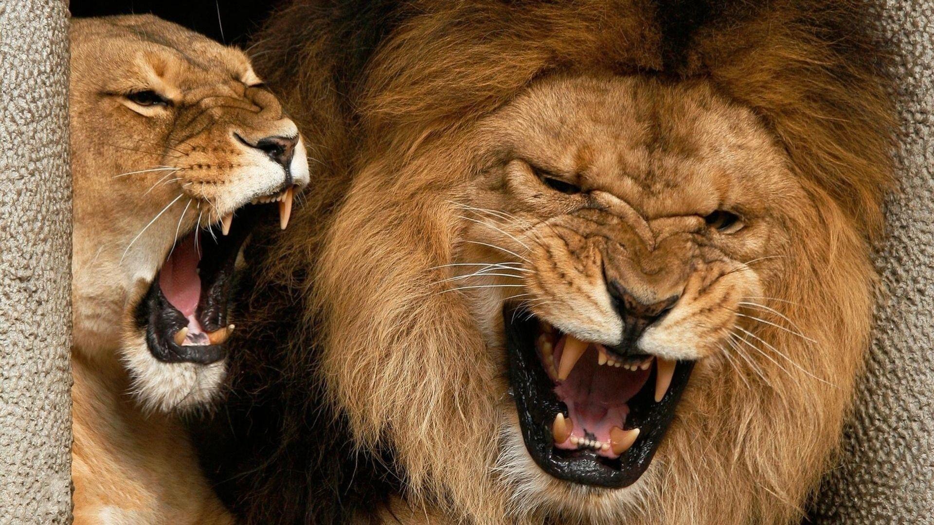 1920x1080 Download wallpaper 1920x1080 lion, lioness, couple, aggression, teeth HD background