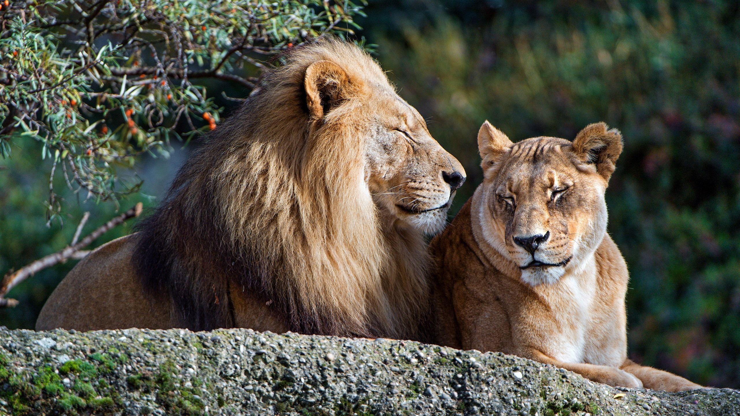 2560x1440 Wallpaper Lion and lioness, rest, couple 3840x2160 UHD 4K Picture