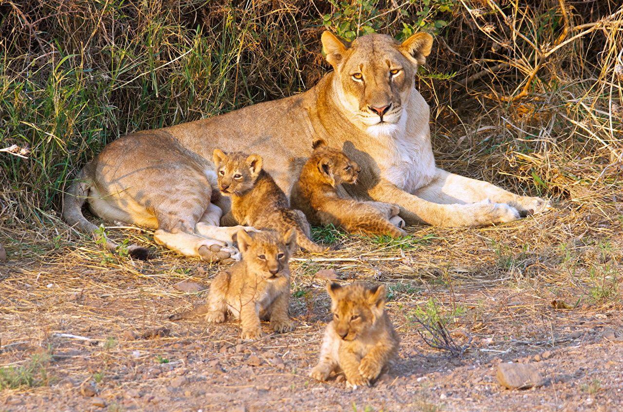 1280x847 Desktop Wallpaper Lions Lioness Big cats Cubs animal