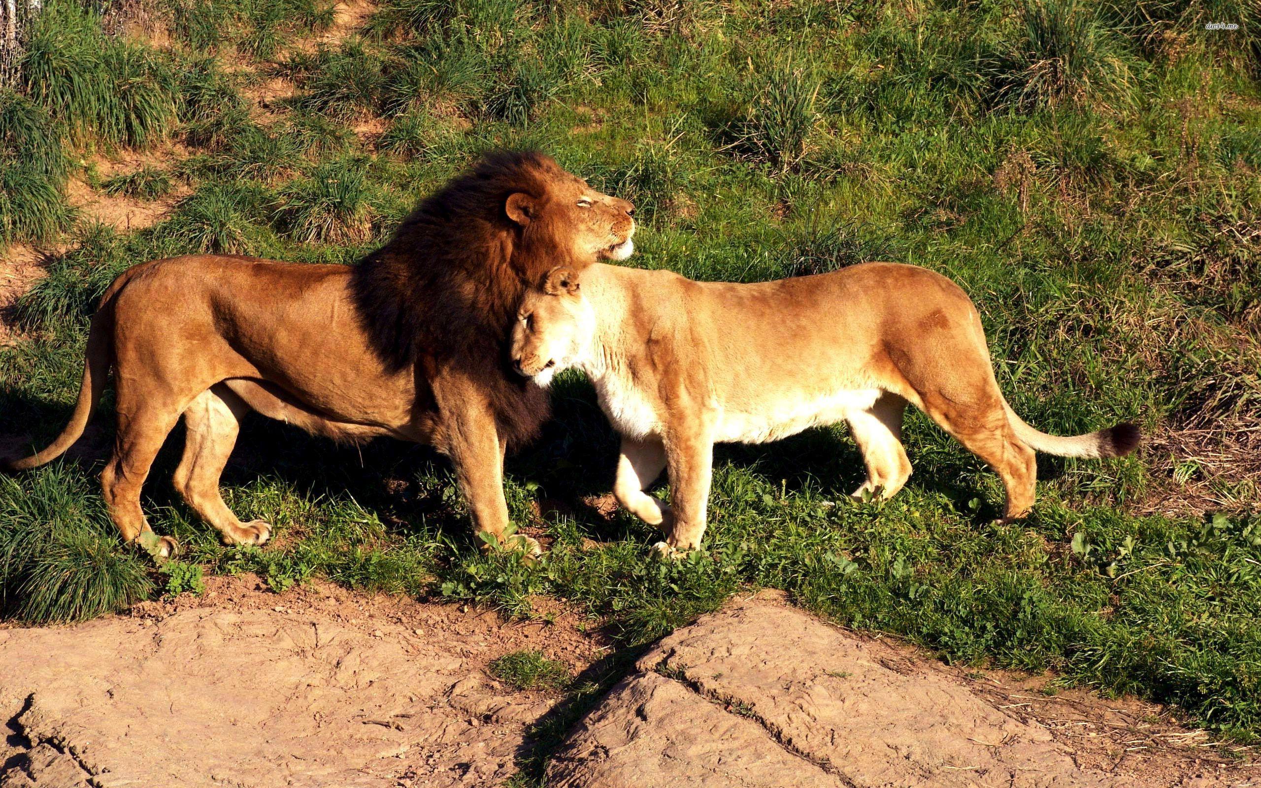 2560x1600 Lion and lioness wallpaper wallpaper