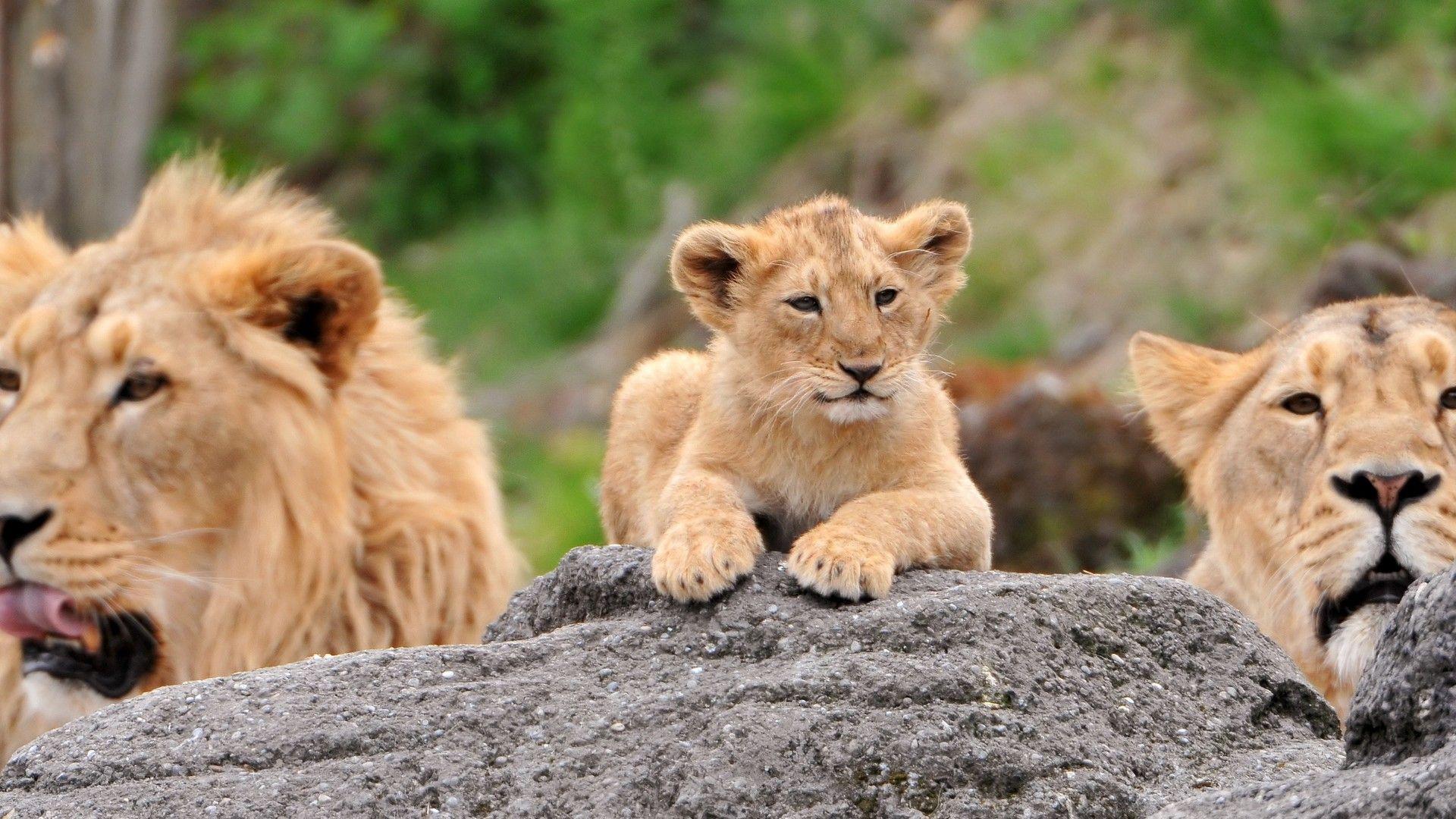 1920x1080 Lion Cub Wallpaper