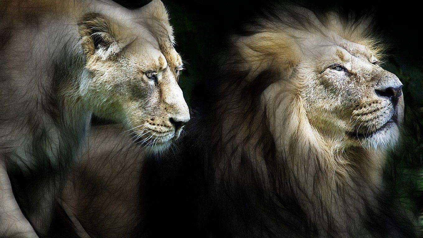 1360x768 Format ultra. background 259.7 Kb, Lion and lioness