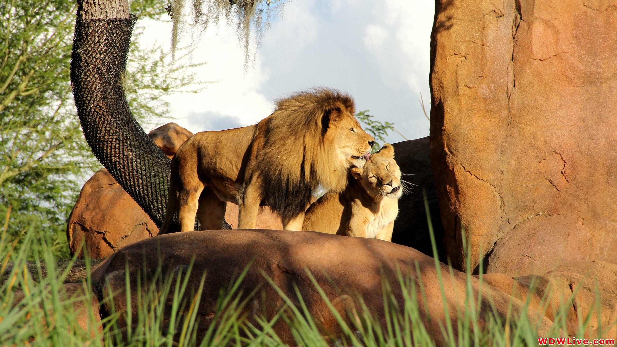 2560x1440 Lion And Lioness Kissing Animal Wallpaper HD Background
