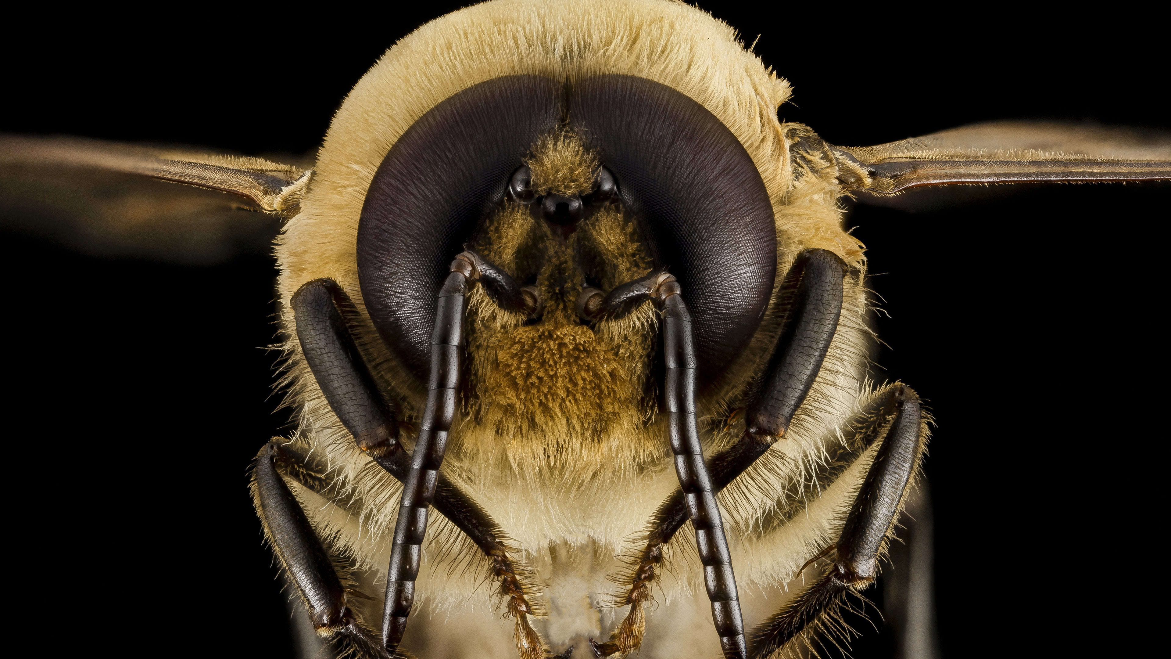 3840x2160 Queen Bee Wallpaper