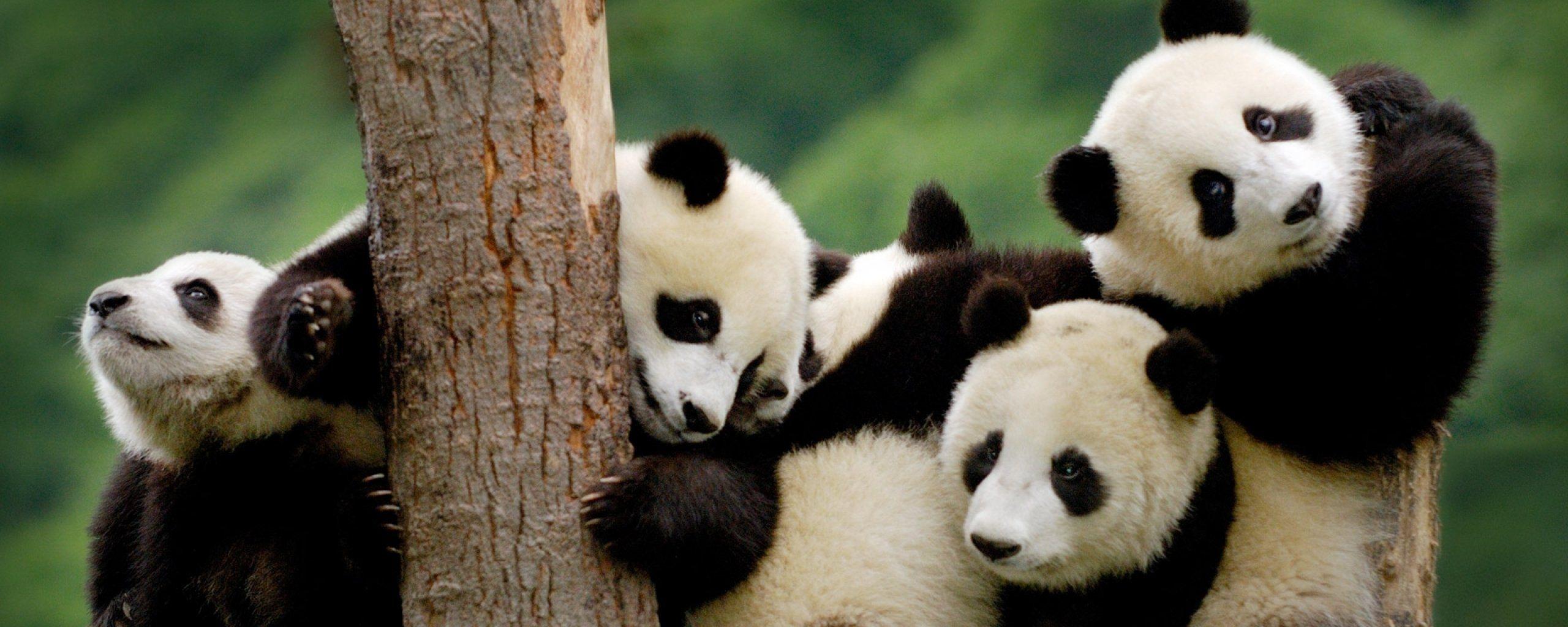 Animal Dual Monitor Wallpapers Top Free Animal Dual Monitor