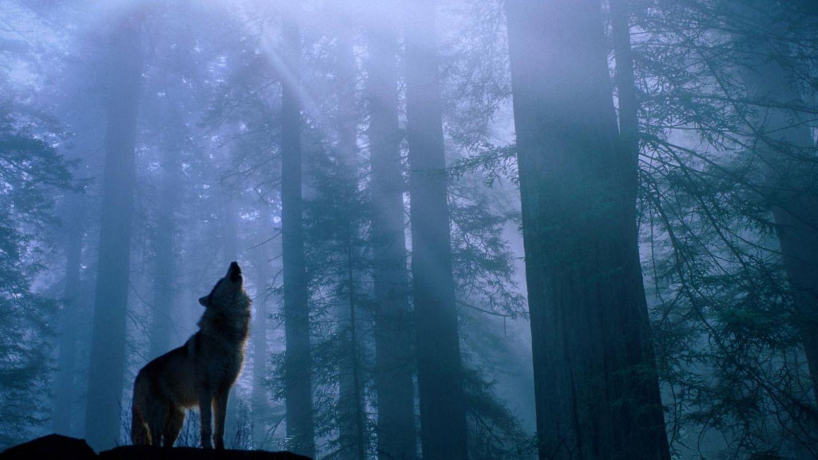 Animal Dual Monitor Wallpapers - Top Free Animal Dual Monitor ...