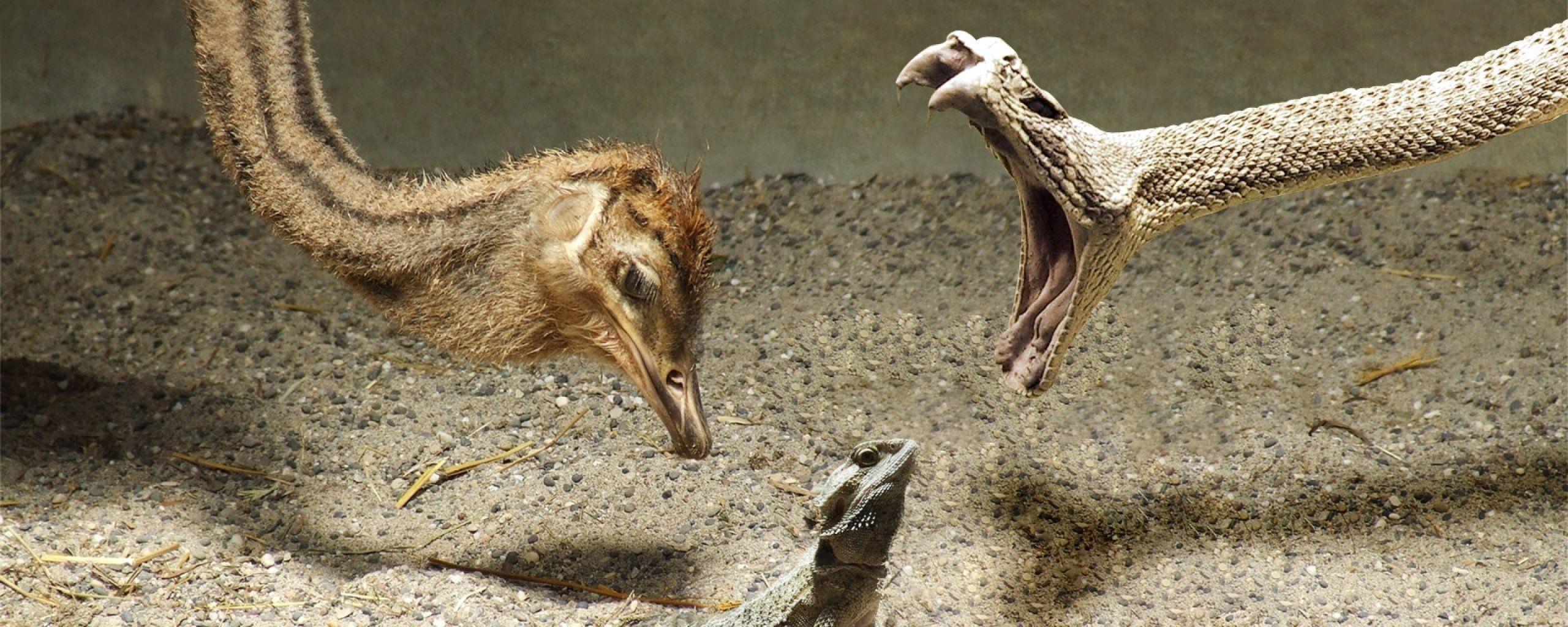 Animal Dual Monitor Wallpapers Top Free Animal Dual Monitor