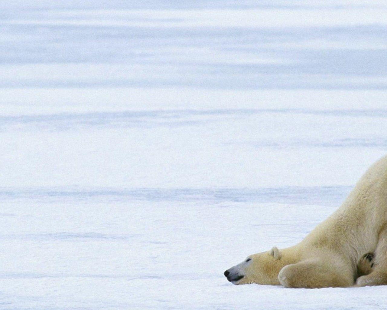 Animal Dual Monitor Wallpapers Top Free Animal Dual Monitor Backgrounds WallpaperAccess