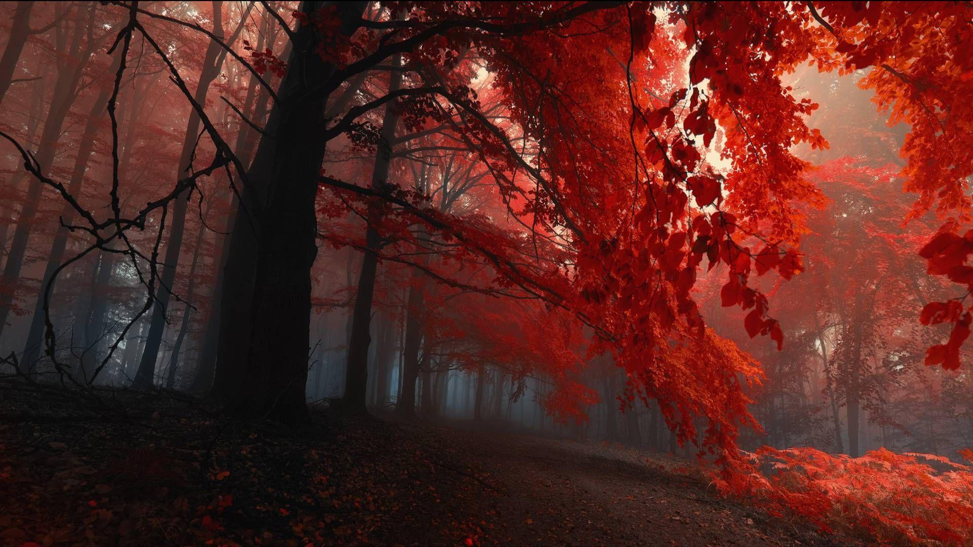 1920x1080 EarthPorn vs FirePorn. Earth, Photography and Autumn forest