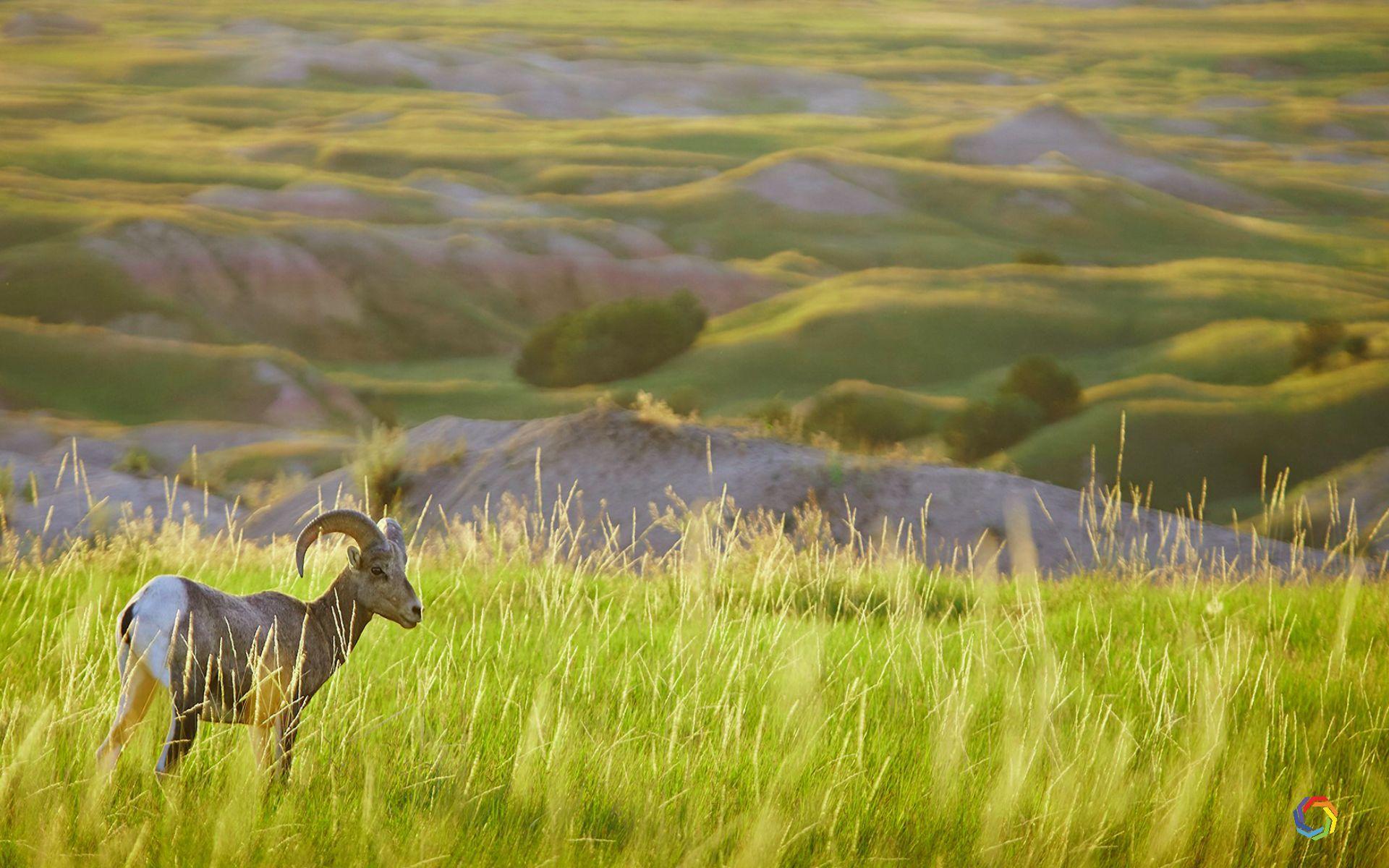 Animal Dual Monitor Wallpapers Top Free Animal Dual Monitor