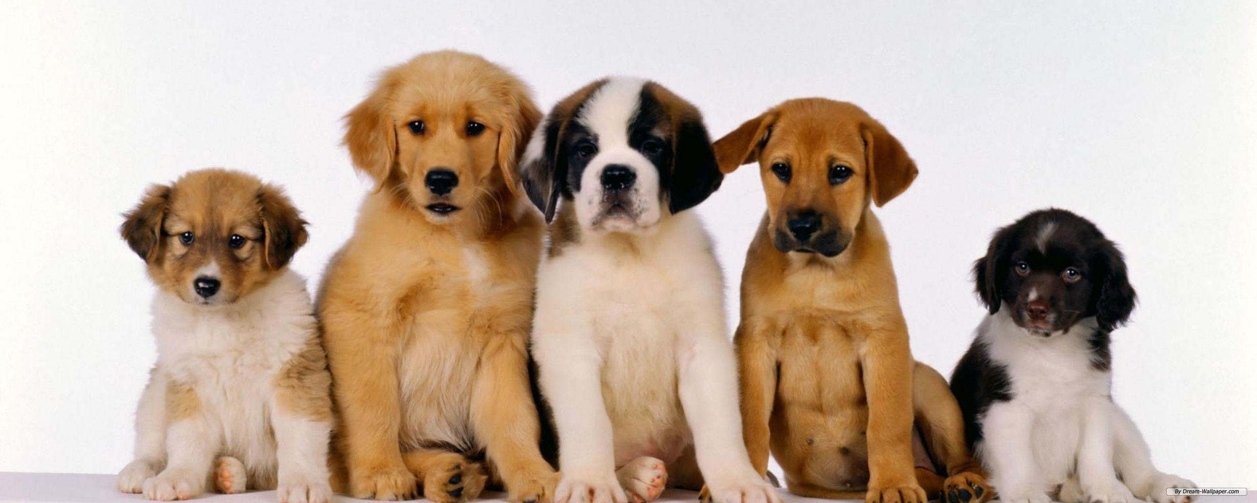 Animal Dual Monitor Wallpapers Top Free Animal Dual Monitor