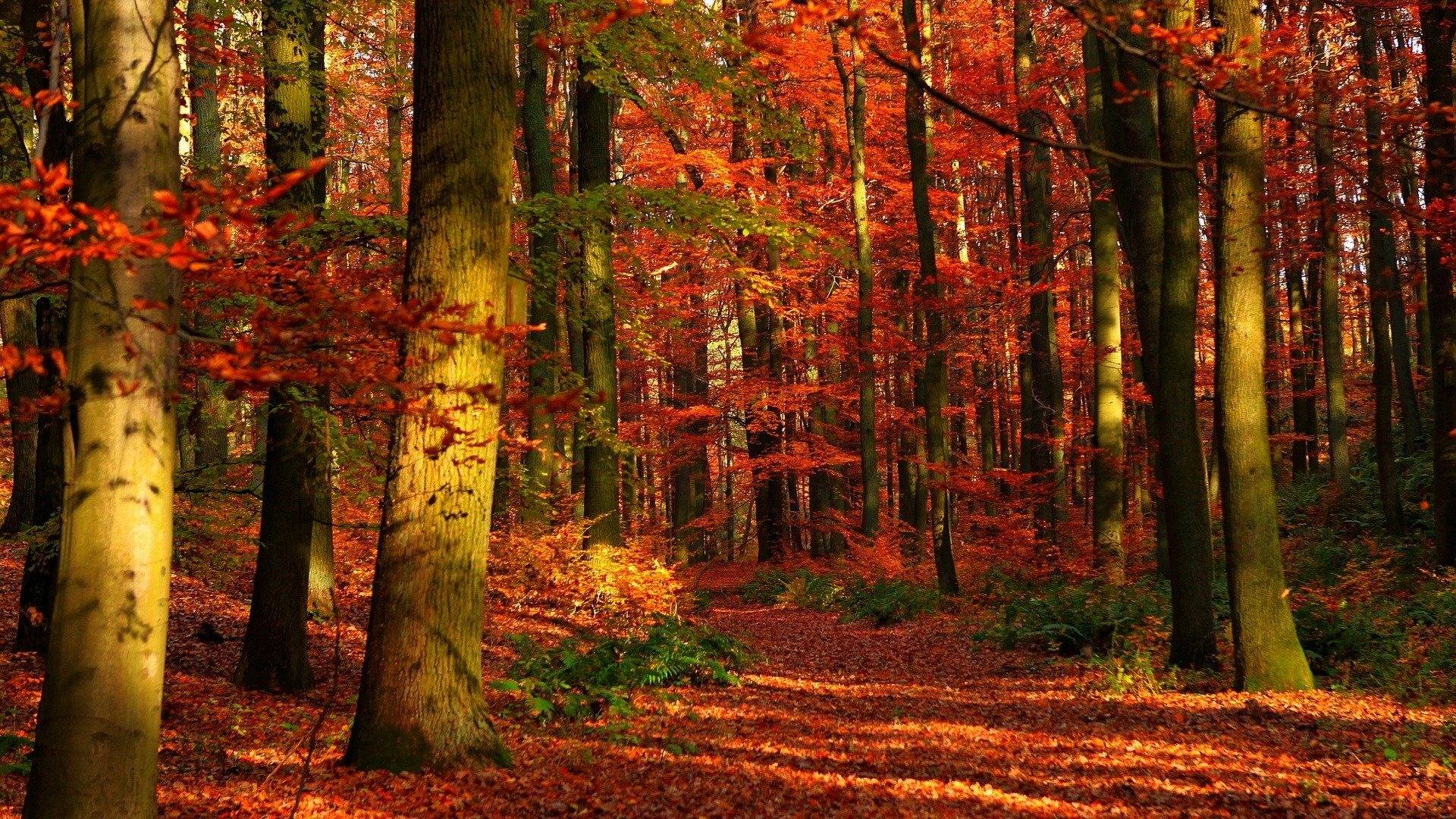 1920x1080 autumn wallpaper HD HD