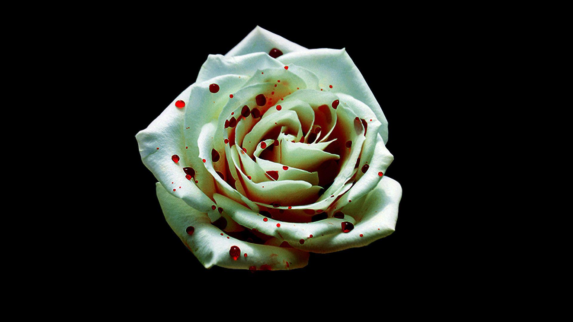 2200 Bloody Rose Stock Photos Pictures  RoyaltyFree Images  iStock  Bloody  flower Vampire Roses