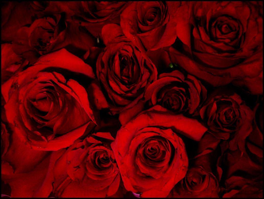 1034x778 Free download Blood Rose HD Walls Find Wallpaper [1034x778]
