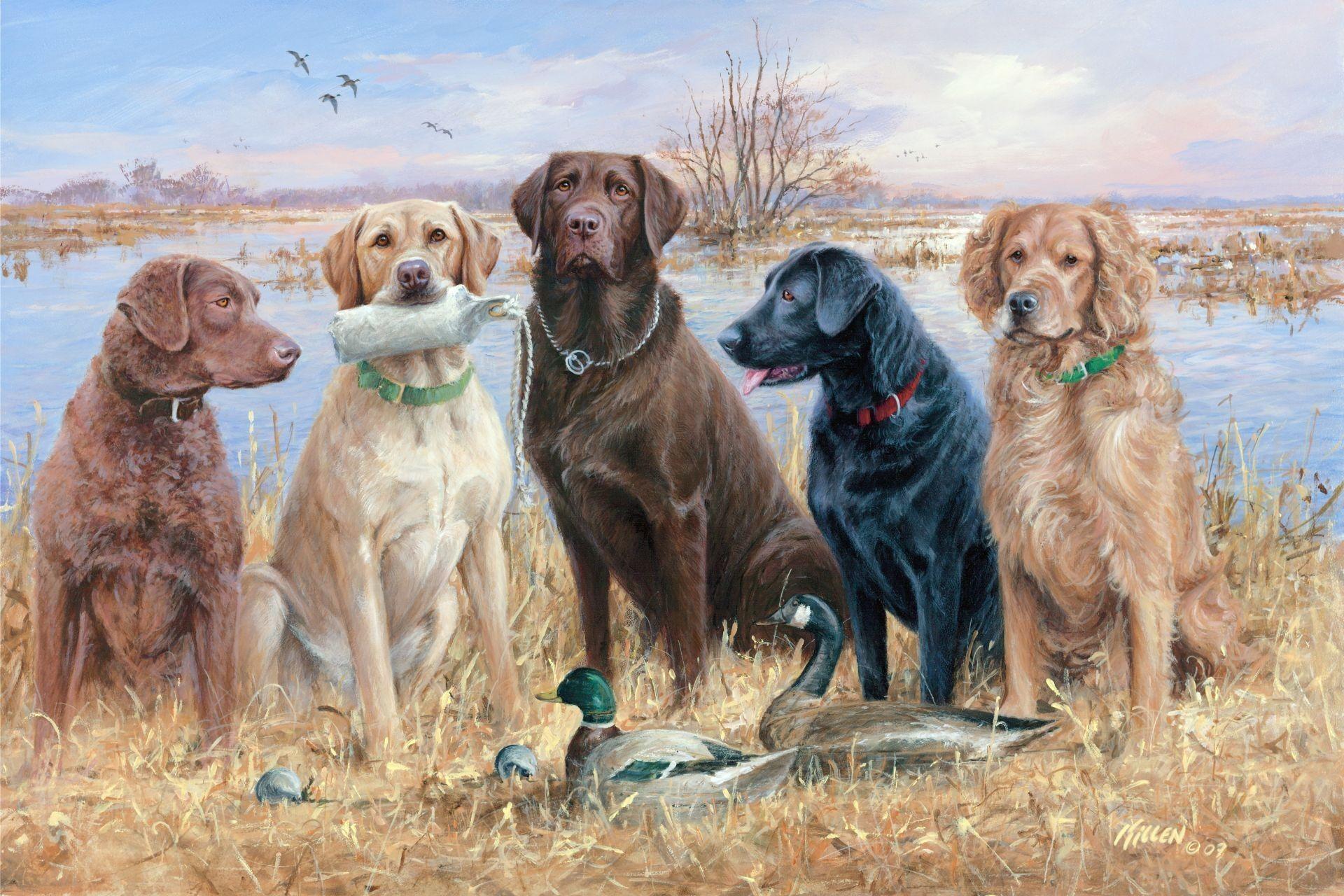 1920x1280 Hunting Dog Wallpaper