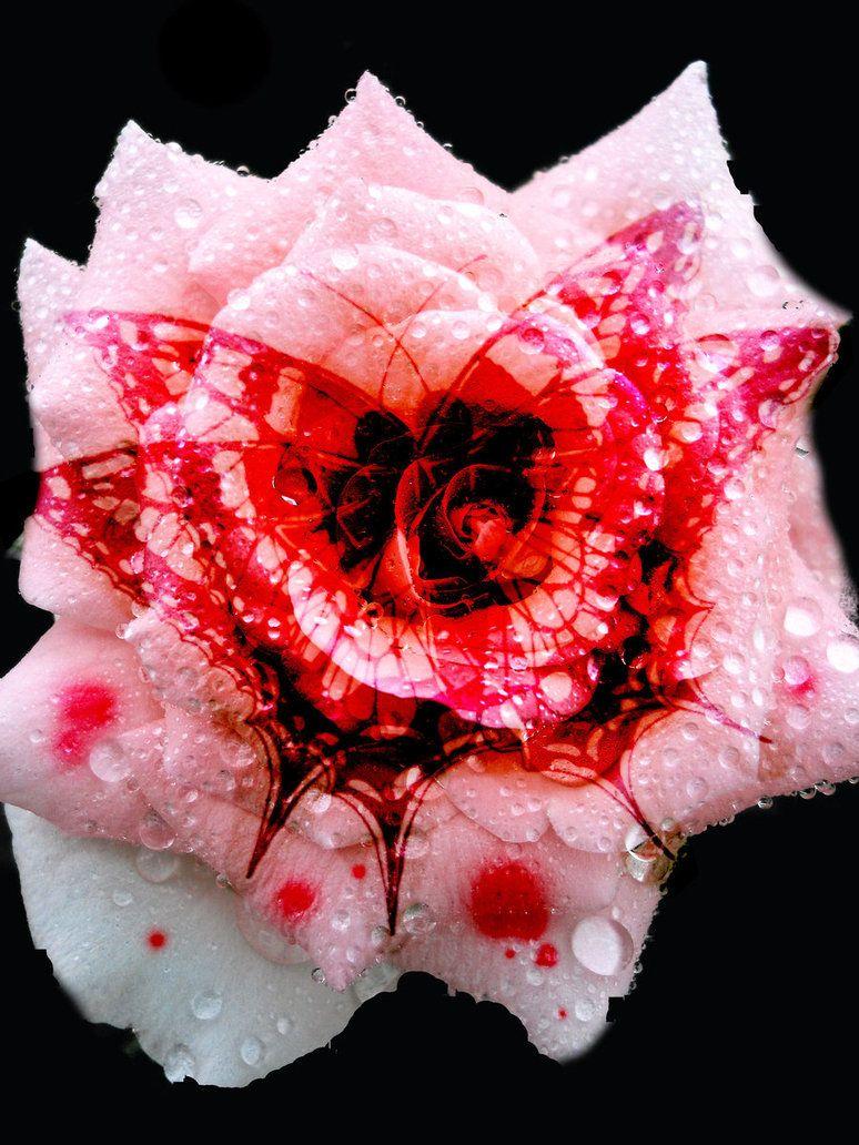 Blood Rose Wallpapers Top Free Blood Rose Backgrounds WallpaperAccess