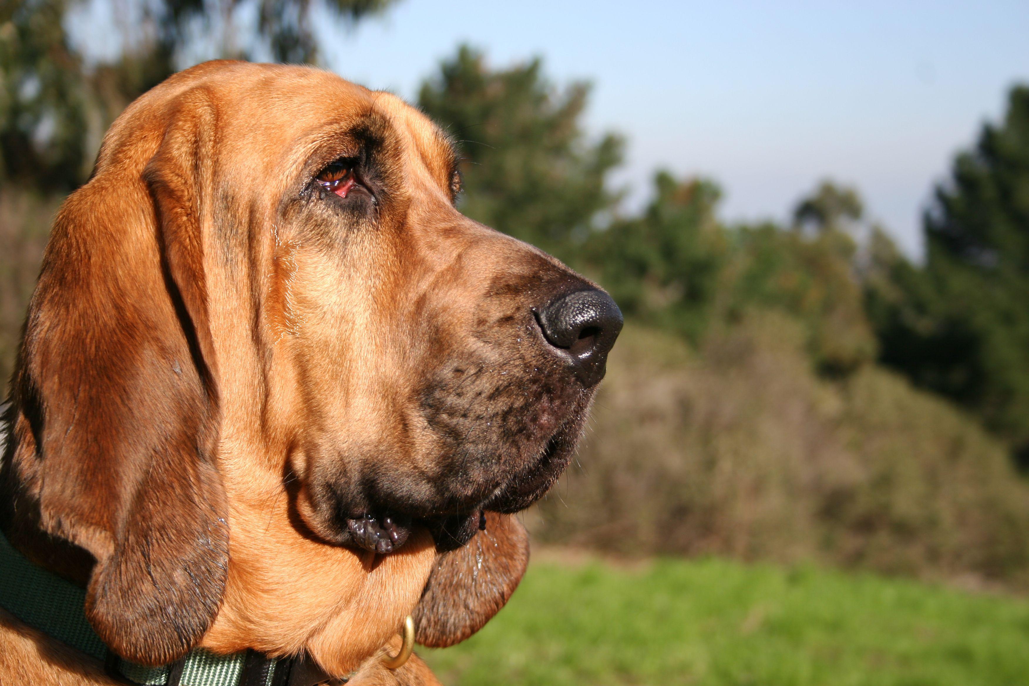 3504x2336 Free download 5 HD Bloodhound Dog Wallpaper [3504x2336]