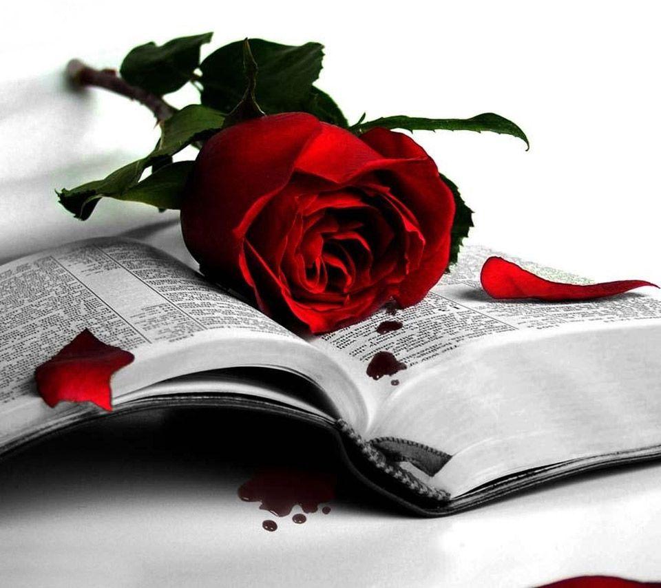 960x854 WP:Rose smartphone wallpaper960x854[rose_]
