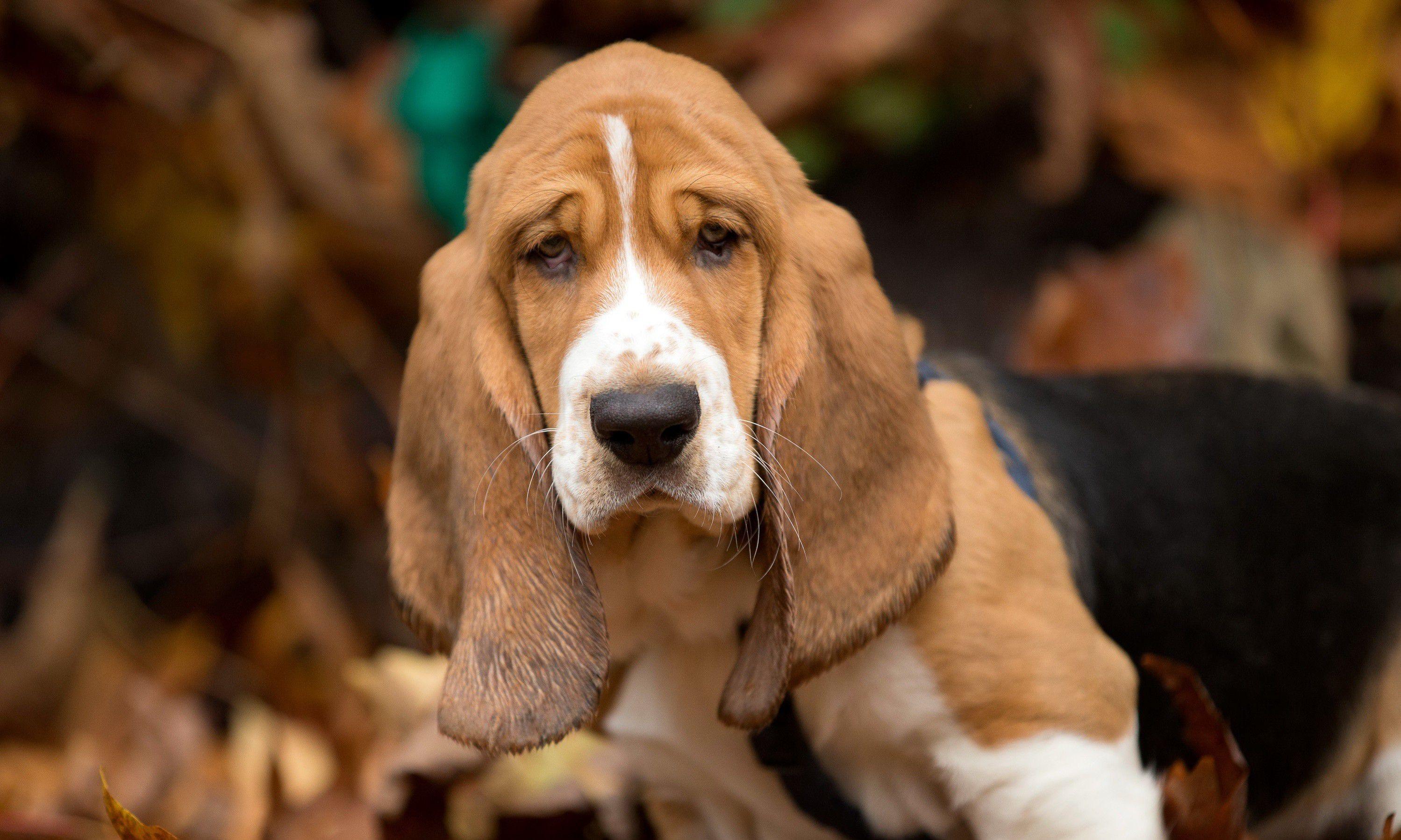 Hound Dogs Wallpapers - Top Free Hound Dogs Backgrounds - WallpaperAccess