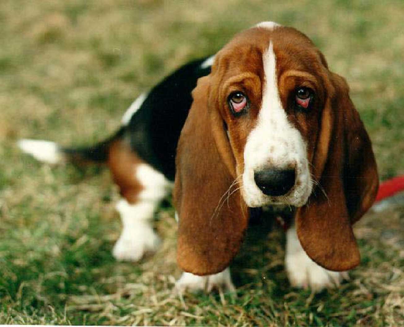 1304x1056 Basset Hound wallpaper, Animal, HQ Basset Hound pictureK