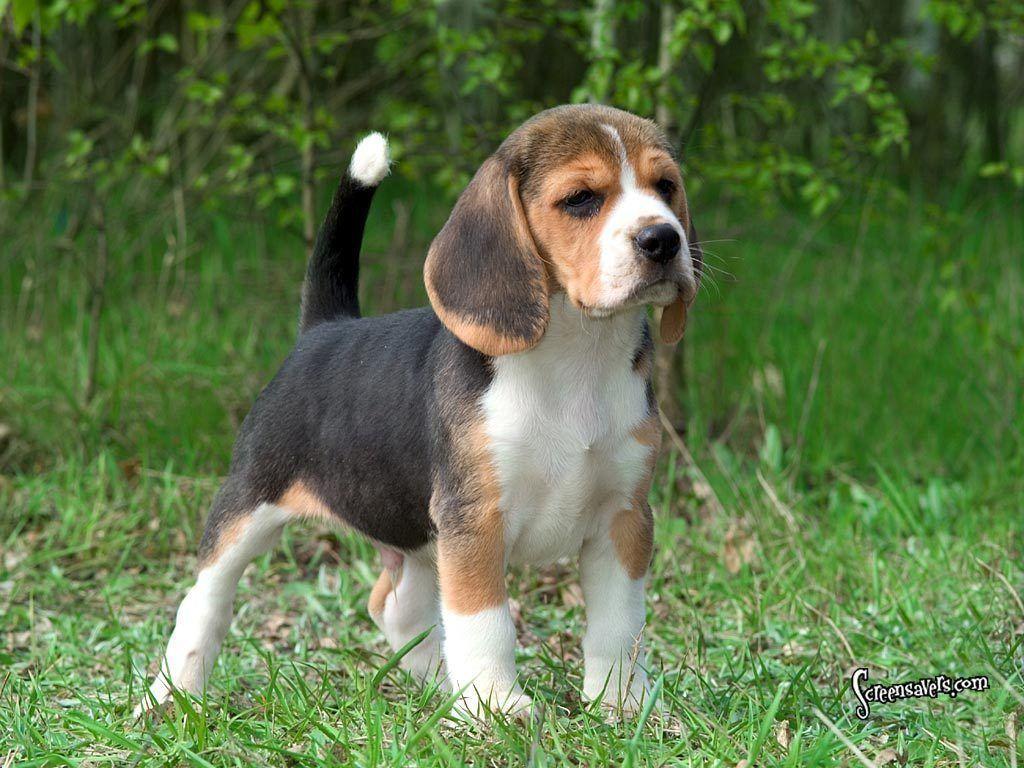 1024x768 Free download Its A Hound Dog wallpaper [1024x768]