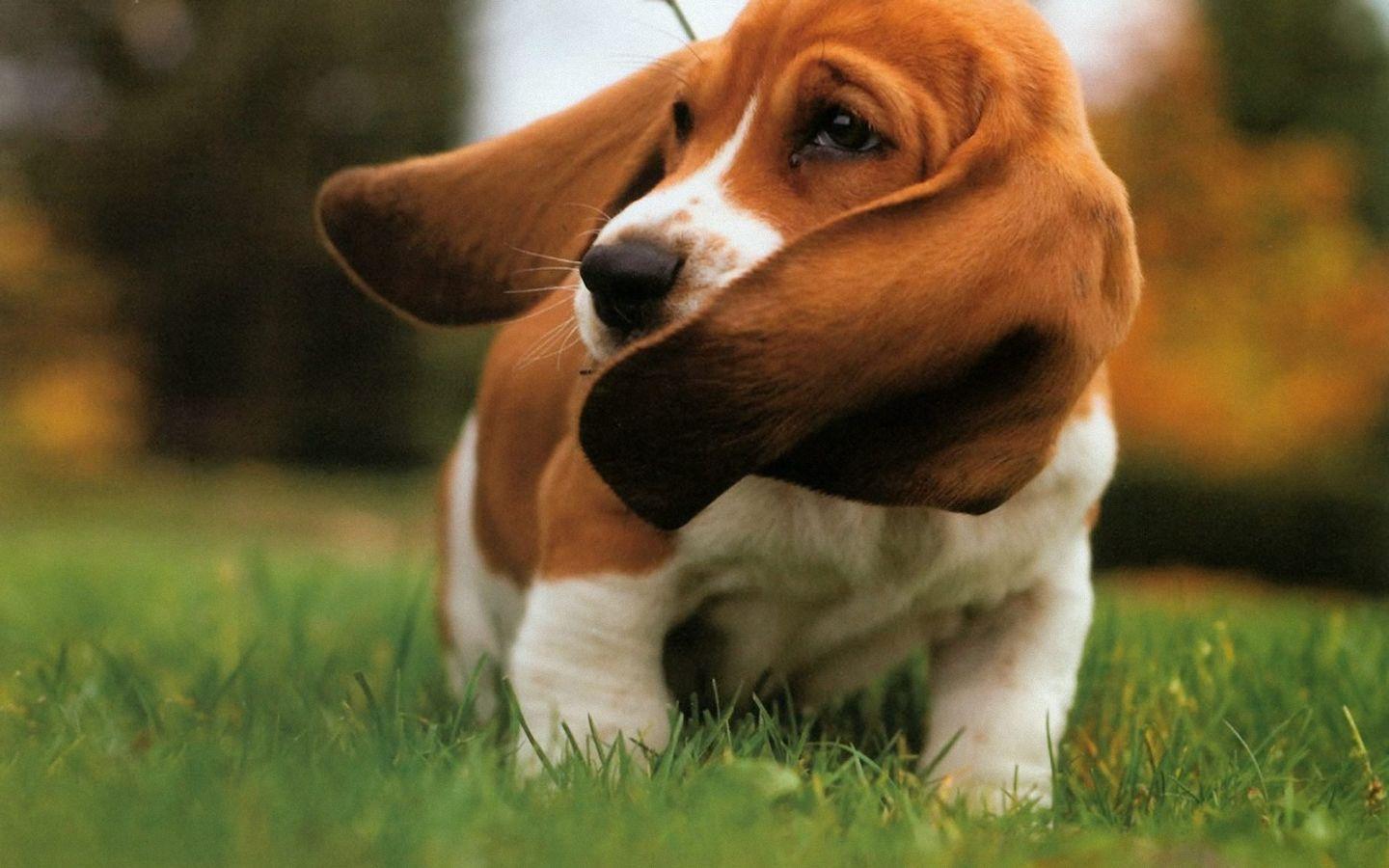 1440x900 Basset Hound Wallpaper