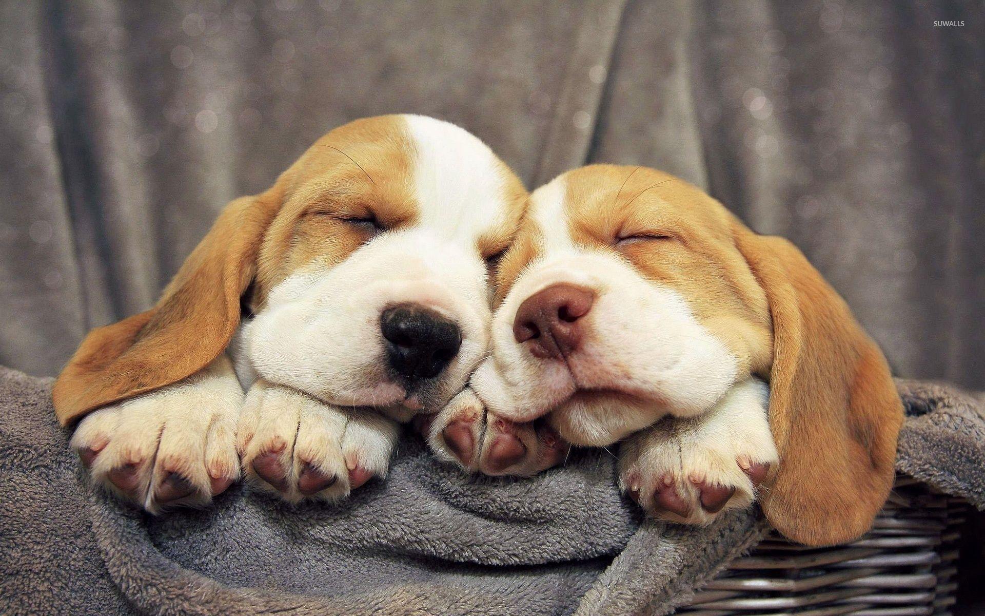 1920x1200 Basset Hound puppies wallpaper wallpaper