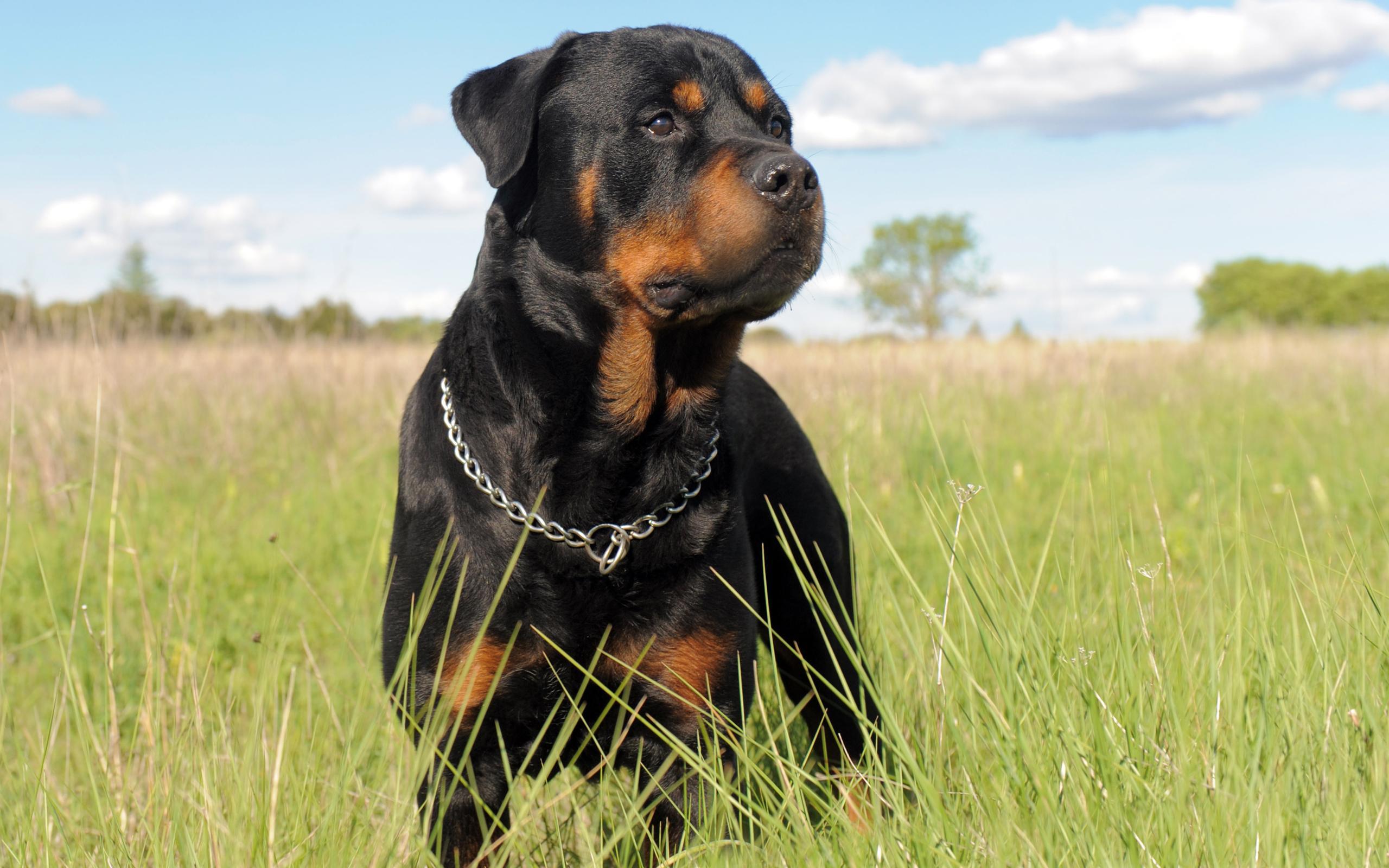2560x1600 Rottweiler HD Live Wallpaper for Android