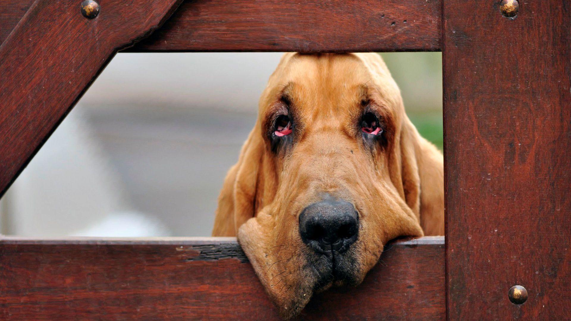 1920x1080 Beautiful Bloodhound dog photo and wallpaper. Beautiful Beautiful