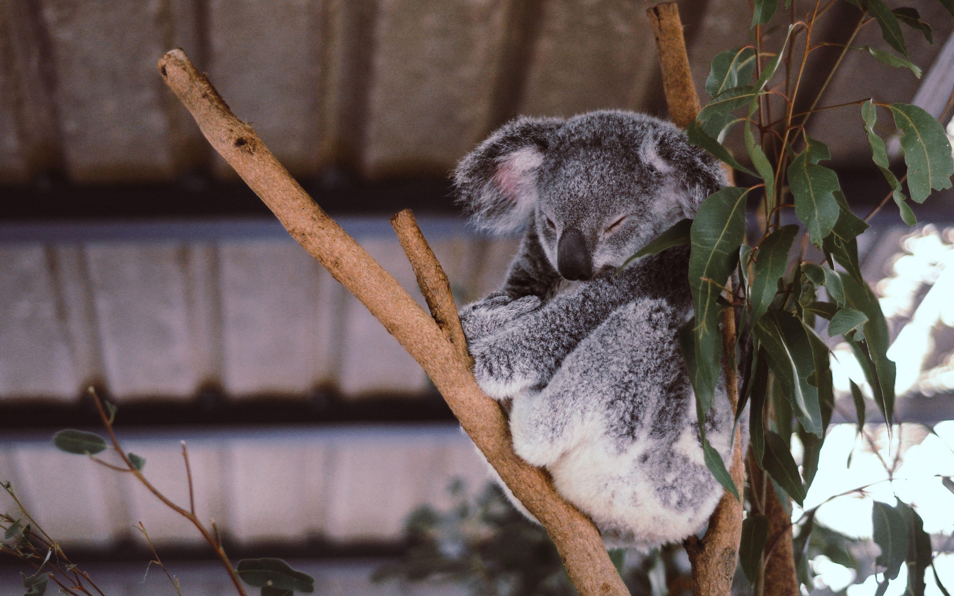 3840x2400 Download wallpaper 3840x2400 koala, eucalyptus, tree, sleep 4k
