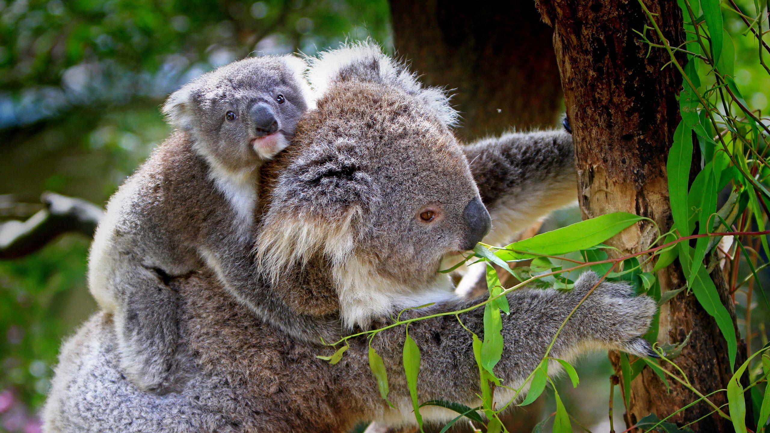 2560x1440 Download wallpaper 2560x1440 koala, baby, tree, eucalyptus