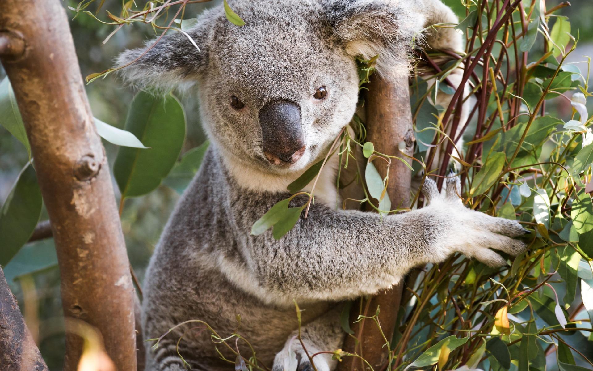1920x1200 Australian Koala Bear Wallpaper