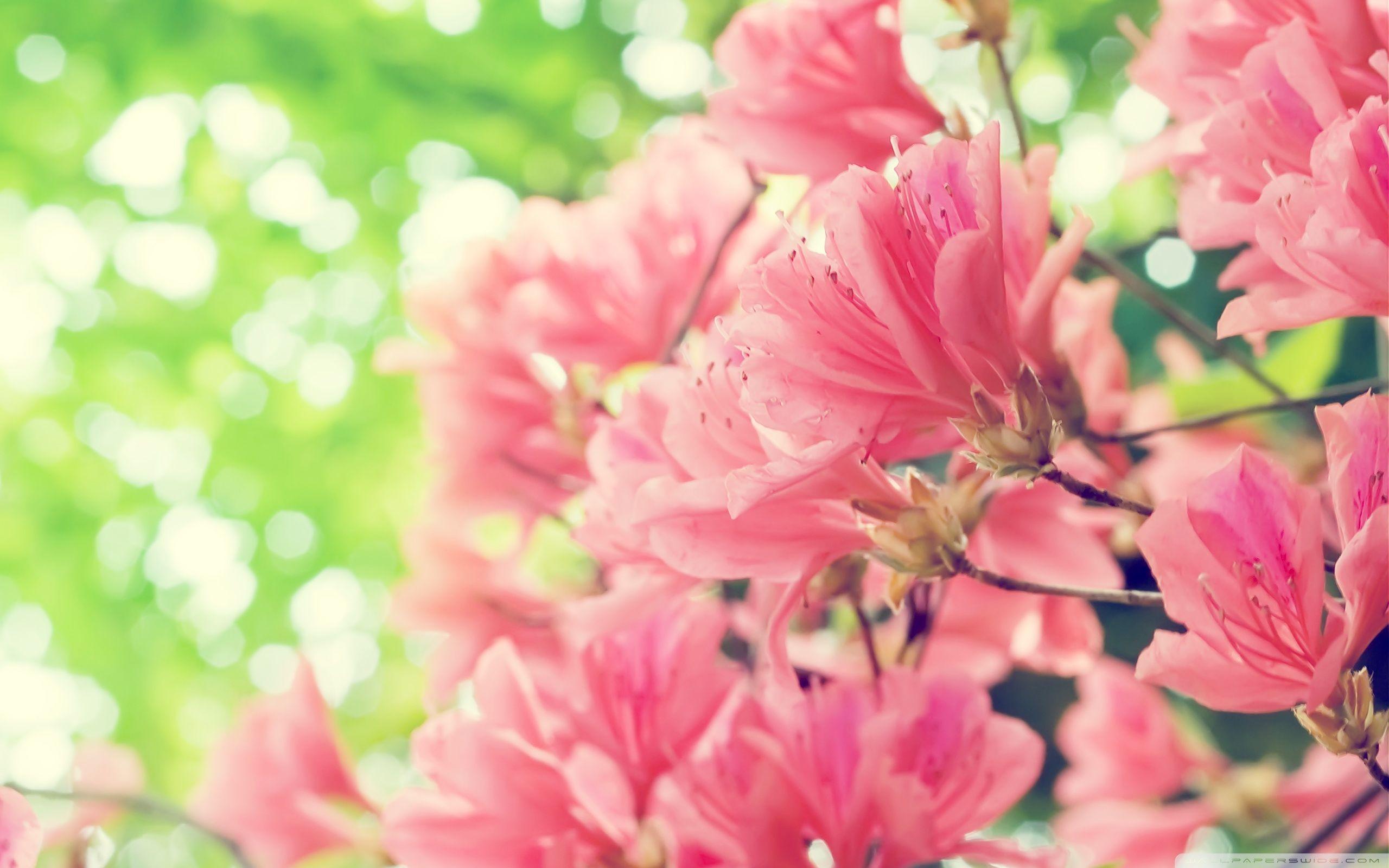 2560x1600 Wallpaper Spring Flowers Profile Picture Nature