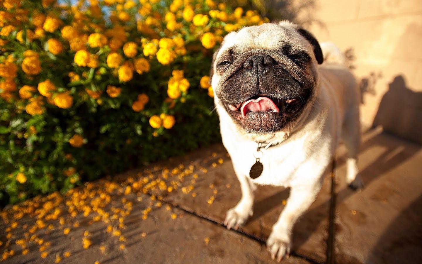 1440x900 Happy Pug Dog Computer Wallpaper 64345 1440x900px