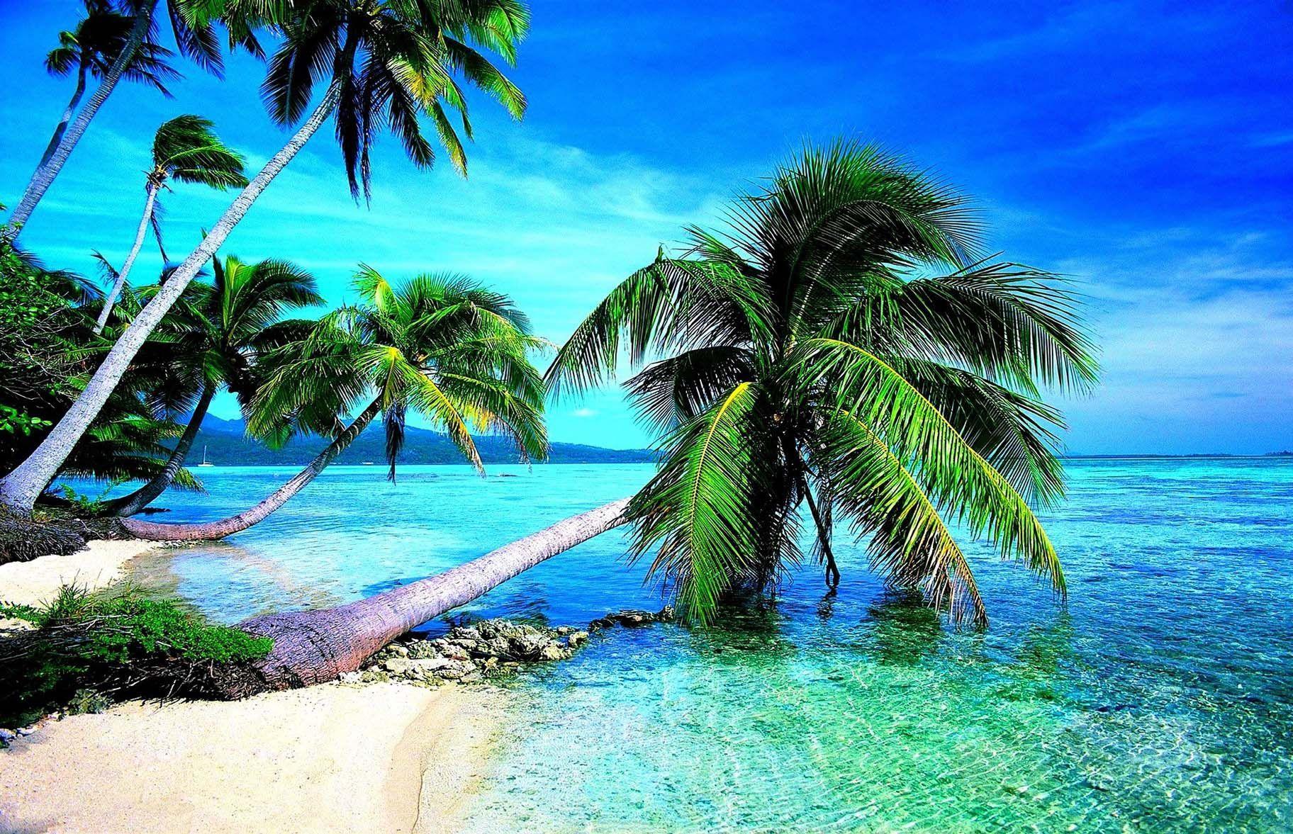 1824x1177 Trees on Beach Most Attractive Wallpaper HD 4K. Beach wallpaper, HD wallpaper for pc, Attractive wallpaper