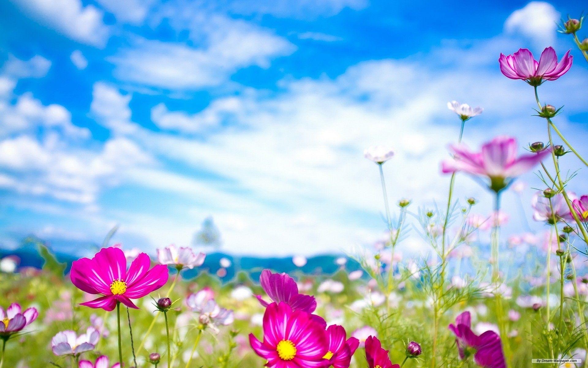 1920x1200 Spring Flower Wallpaper