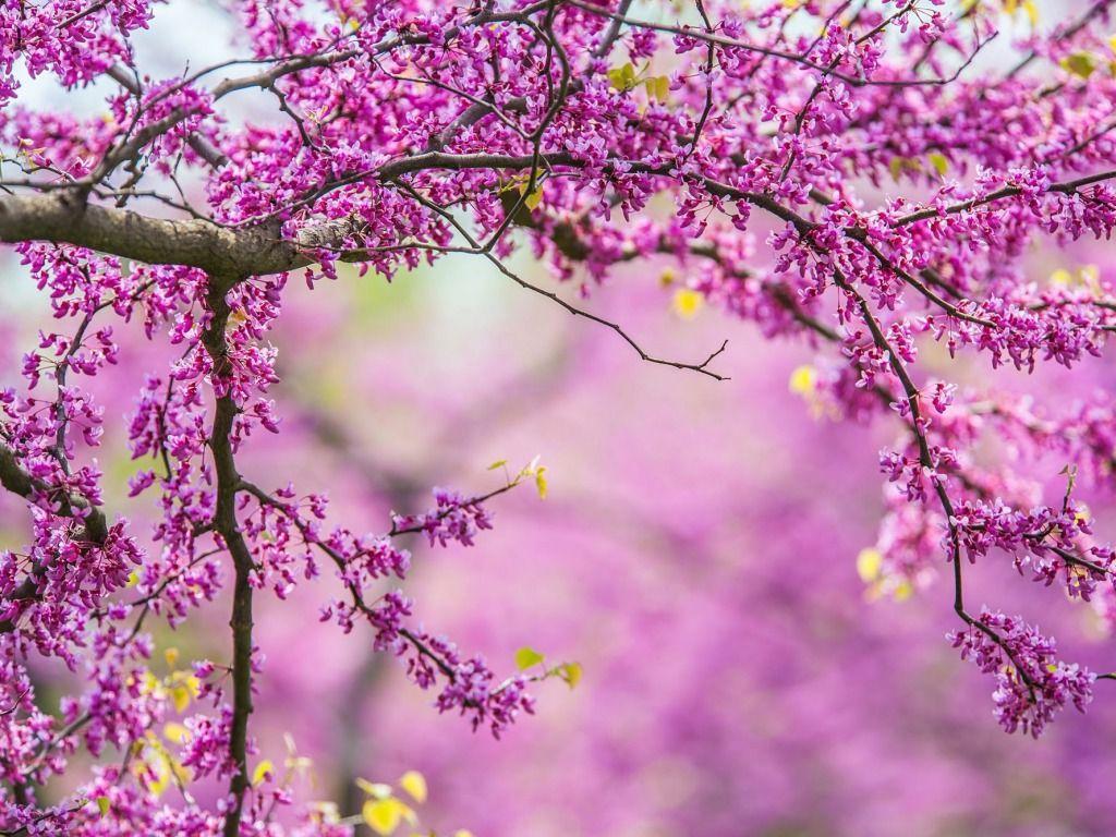 1024x768 Spring Flowers Background