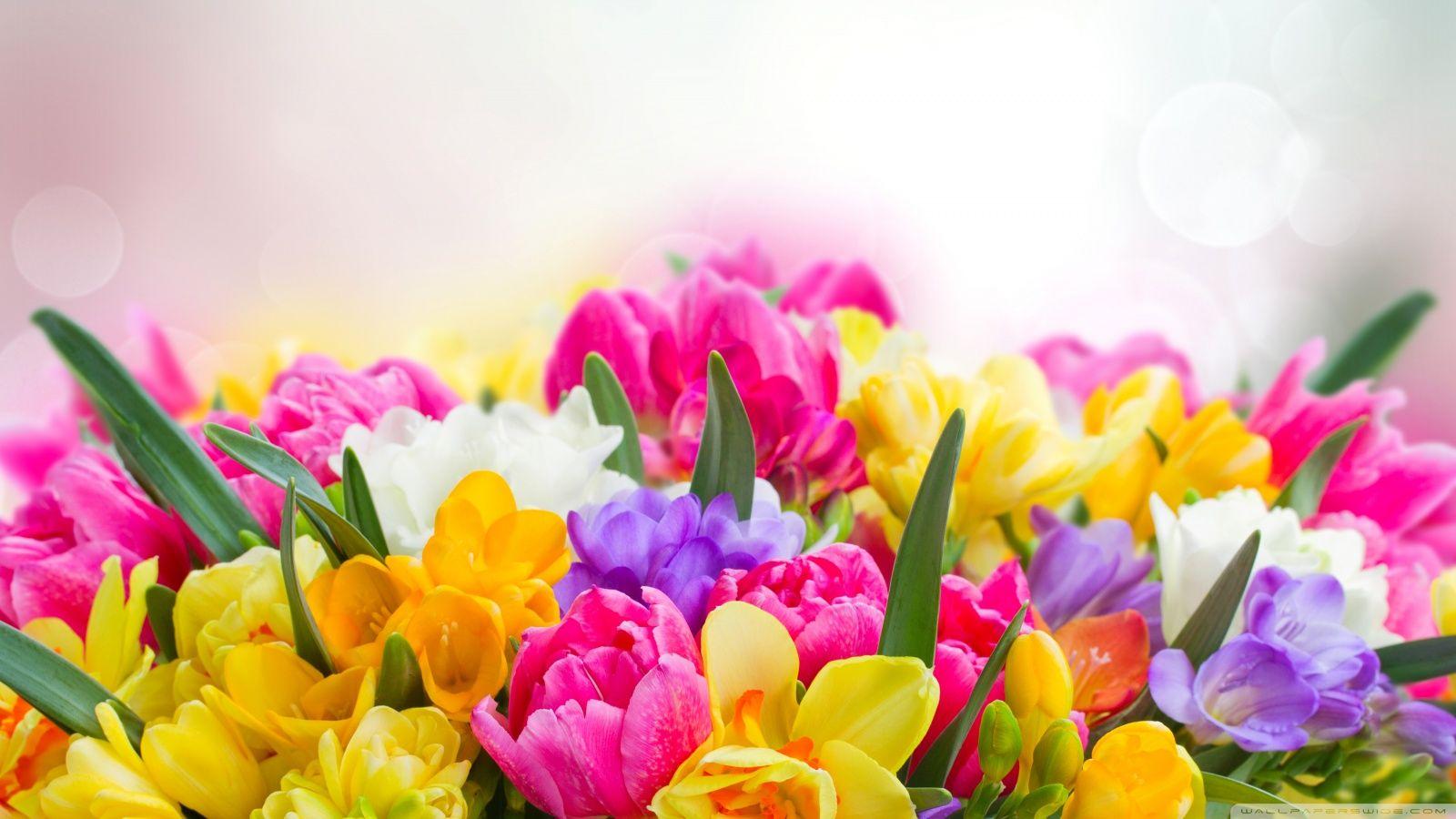 1600x900 Flower Spring Wallpaper. Full HD Wallpaper