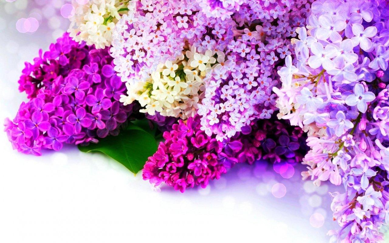 1280x800 Wallpaper Spring Flowers