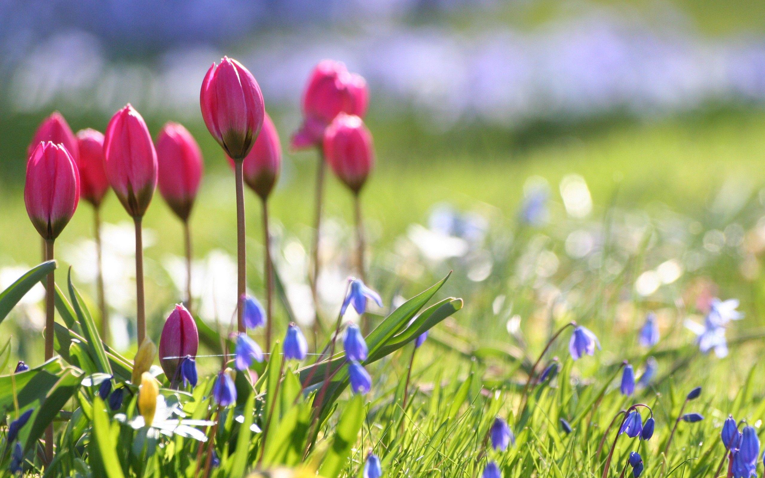 2560x1600 Spring Flowers Background For Desktop