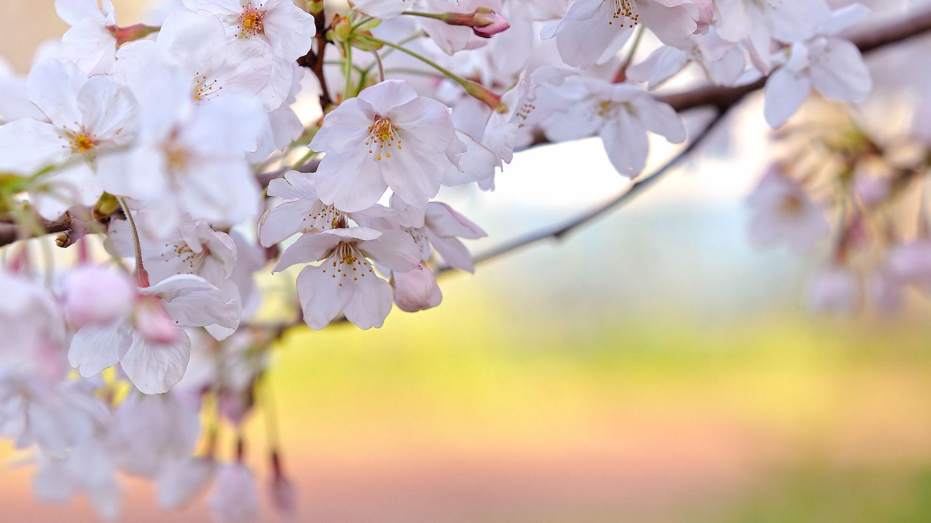 1920x1080 Spring Flowers HD Wallpaper