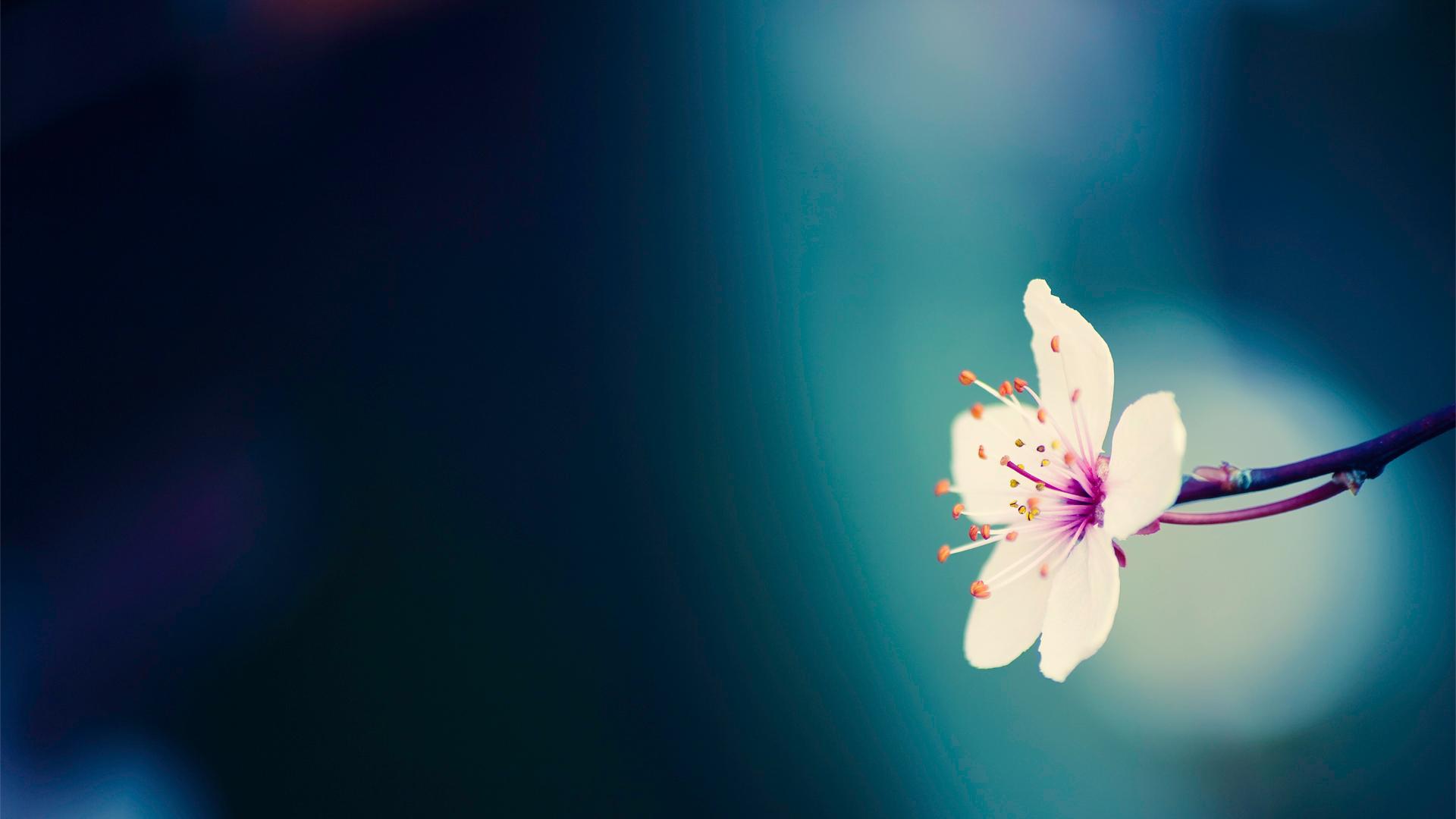 1920x1080 Floral Wallpaper With Black Background 38 High Resolution