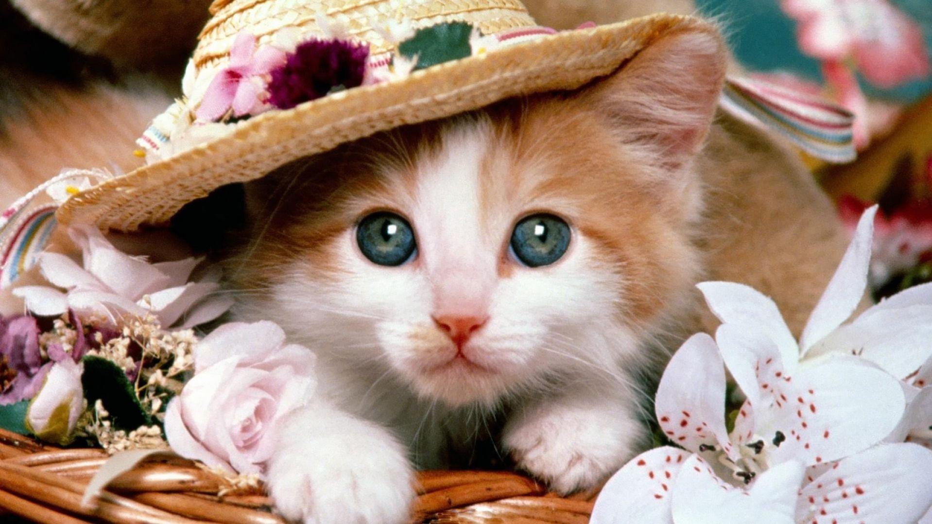 1918x1078 Beautiful Hat And Cute Free Cat Hd Widescreen Wallpaper