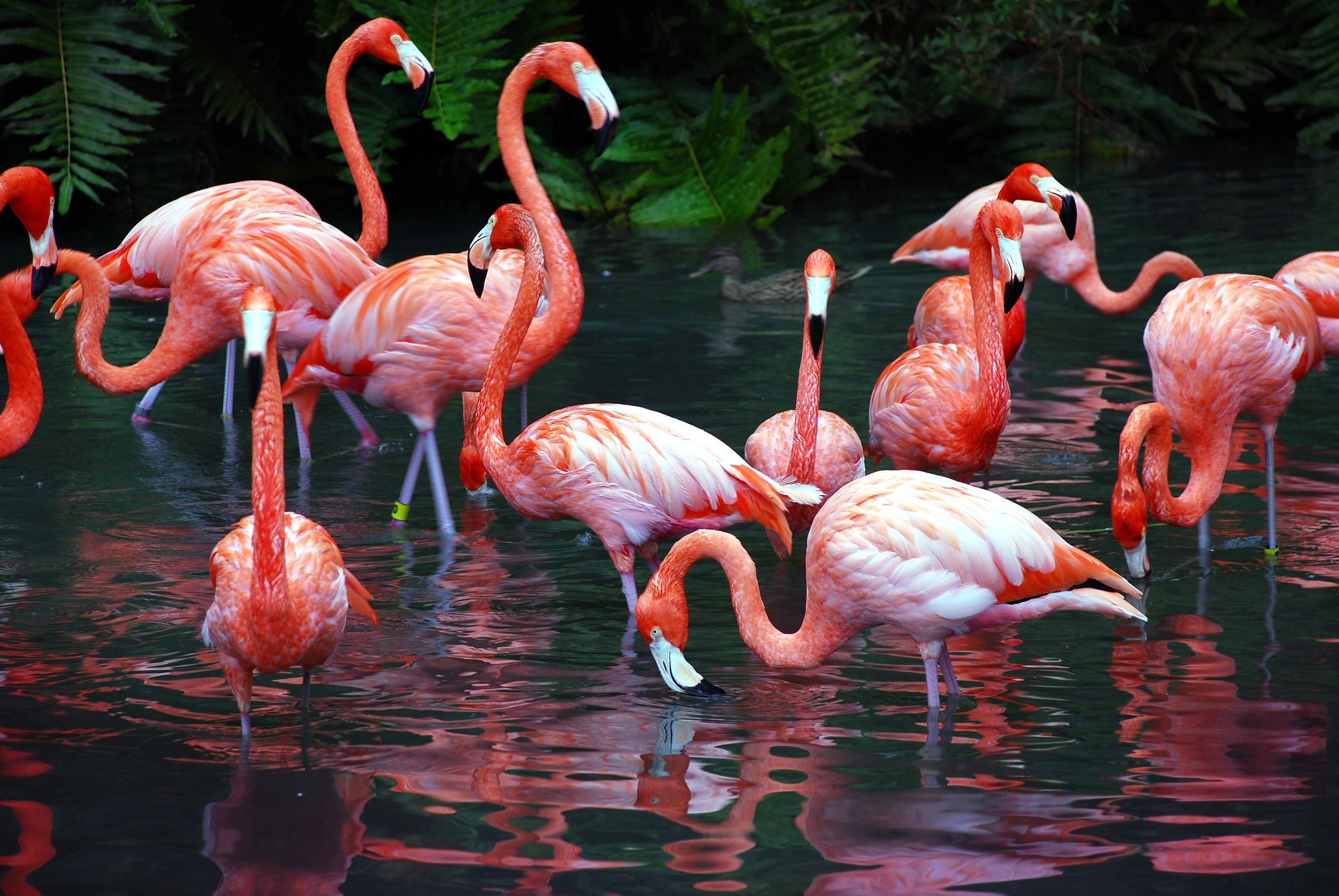 3872x2592 Flamingo HD Wallpaper and Background Image