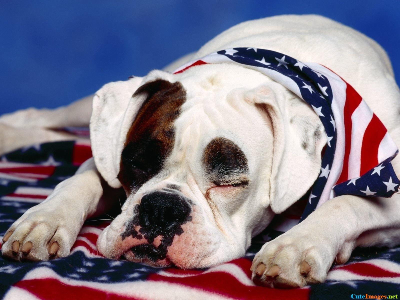 1600x1200 Patriotic Pup name