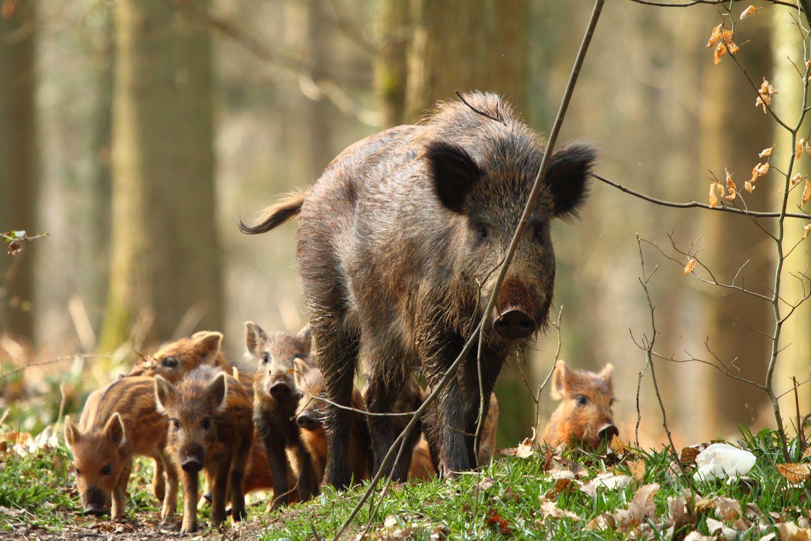 1600x1067 Wild Boar Wallpaper