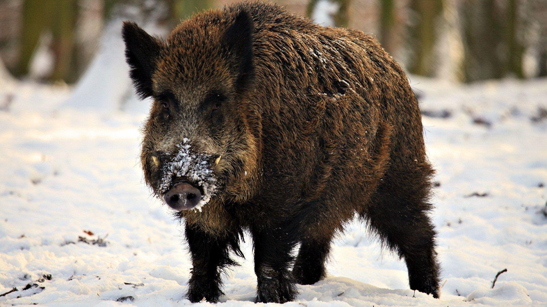 1920x1080 Wild boar. Sophia Vega wallpaper, top background