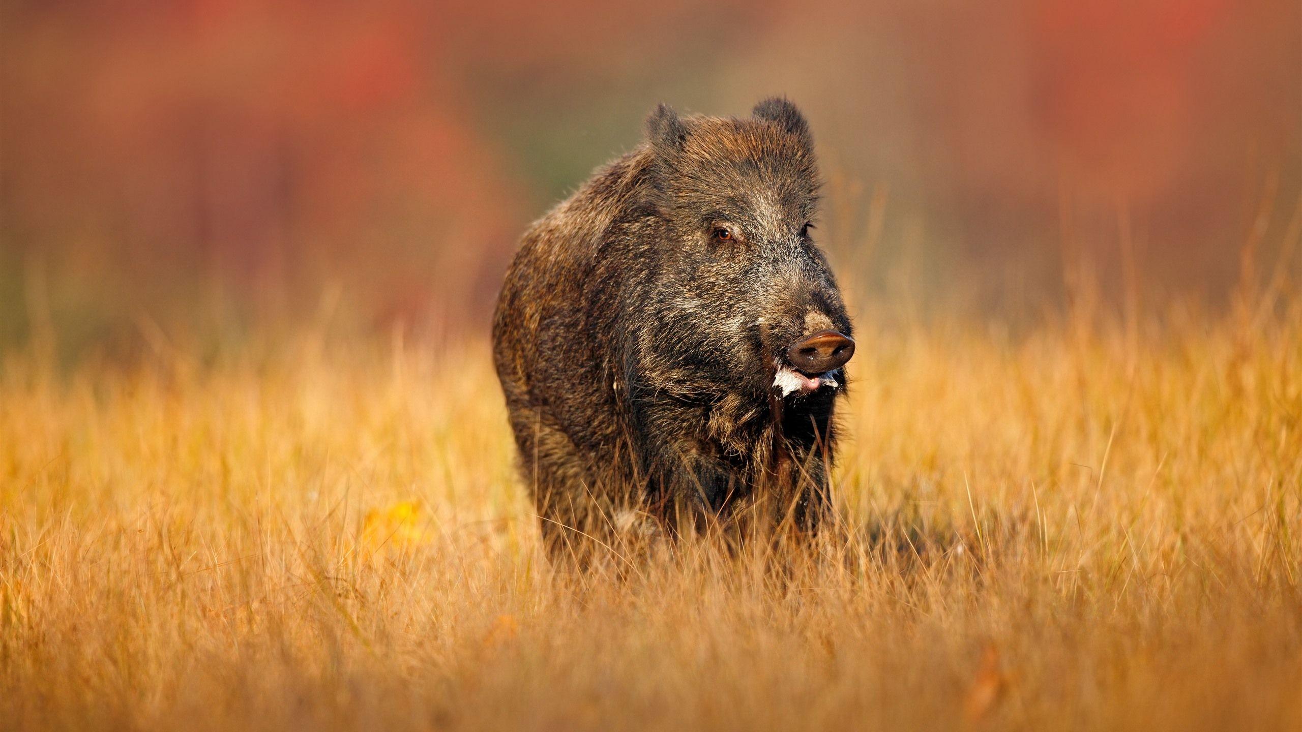 Wild Boar Wallpapers - Top Free Wild Boar Backgrounds - WallpaperAccess