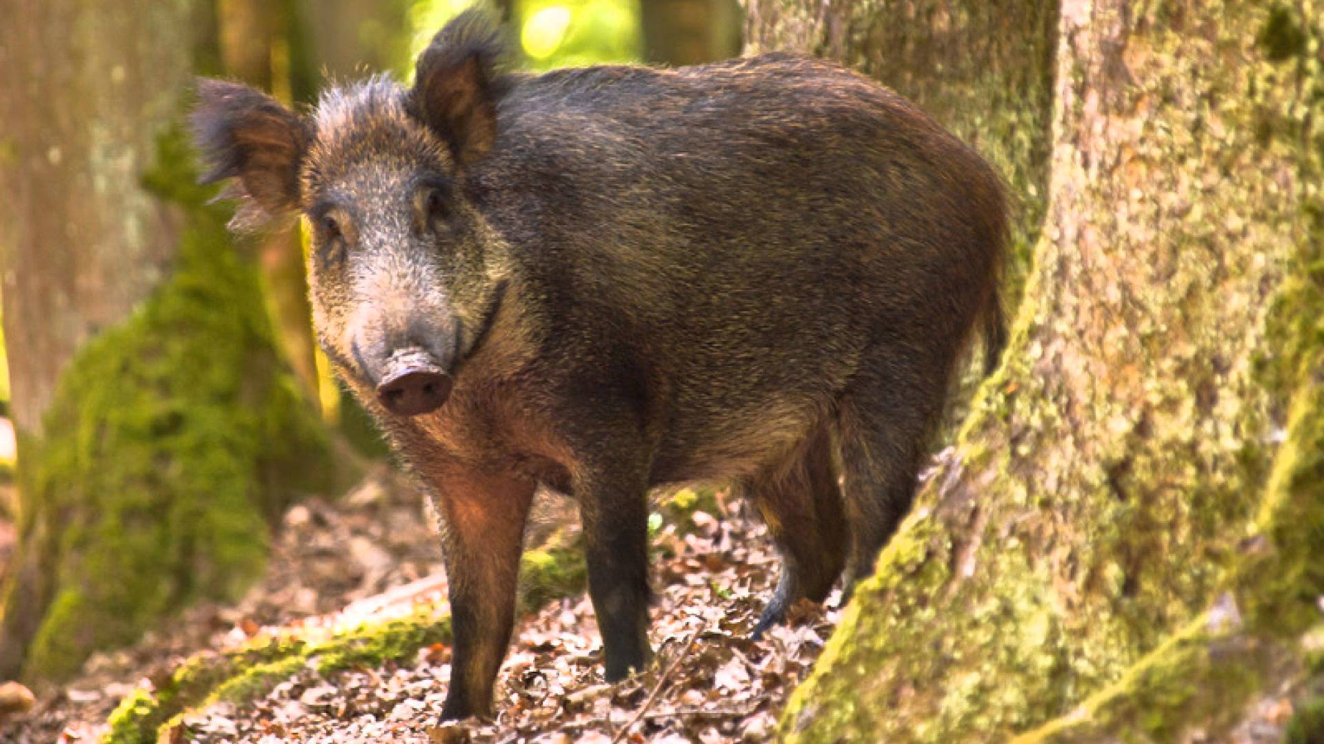 Wild Boar Wallpapers - Top Free Wild Boar Backgrounds - WallpaperAccess