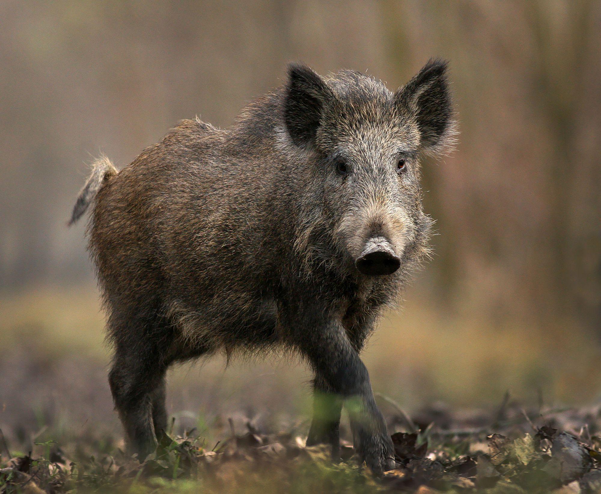 Wild Boar Wallpapers - Top Free Wild Boar Backgrounds - WallpaperAccess